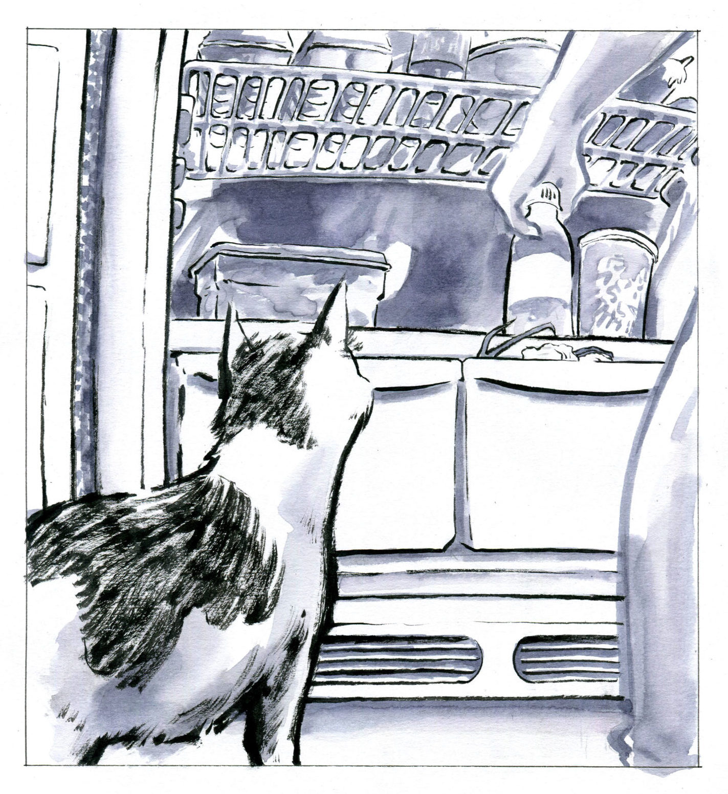 cat looking in fridge drawing