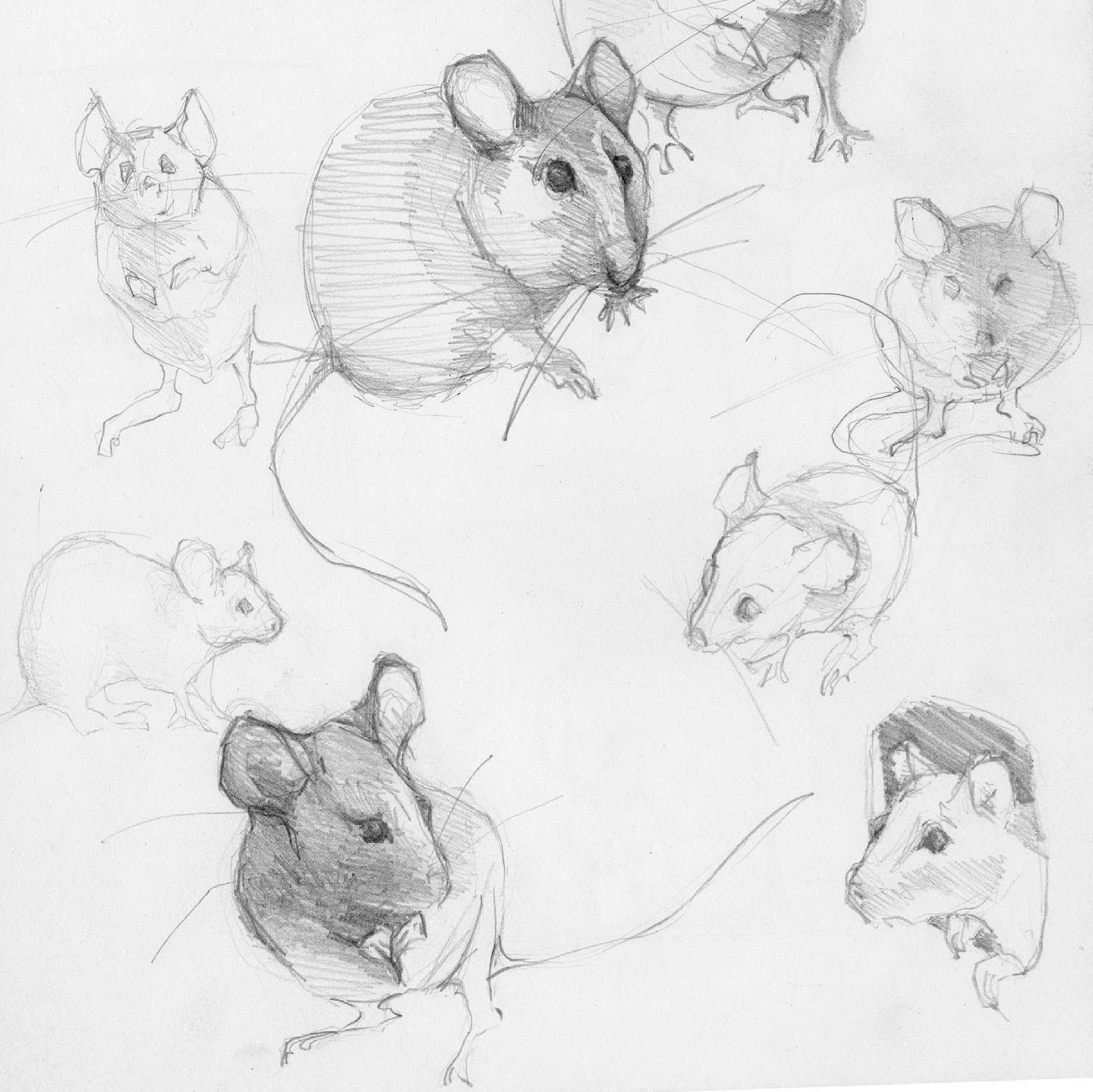 mice sketches