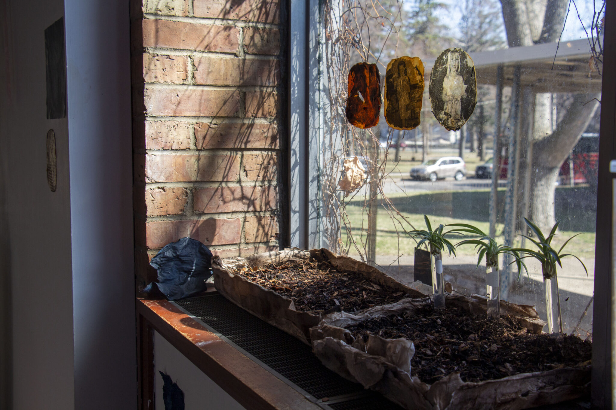 Photo of Alexis Schramel's thesis installation. Planters with small green spouts sit on the sill of a large window next to a brick wall. On the window, there are thin sheets of material, SCOBY, with images of the artist's family members printed onto them.