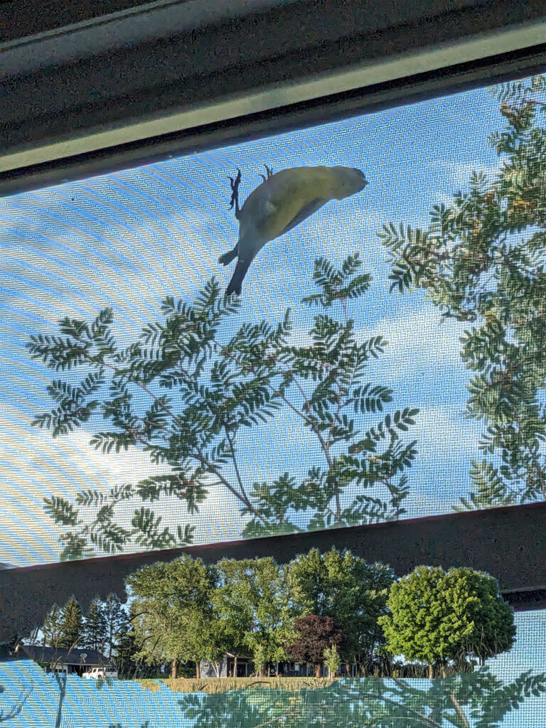 image of a yellow bird hanging on the screen of a window in Liz's guest house bedroom. towards the bottom, there is an image of the guest house and its surrounding trees collaged on top with irregular borders.