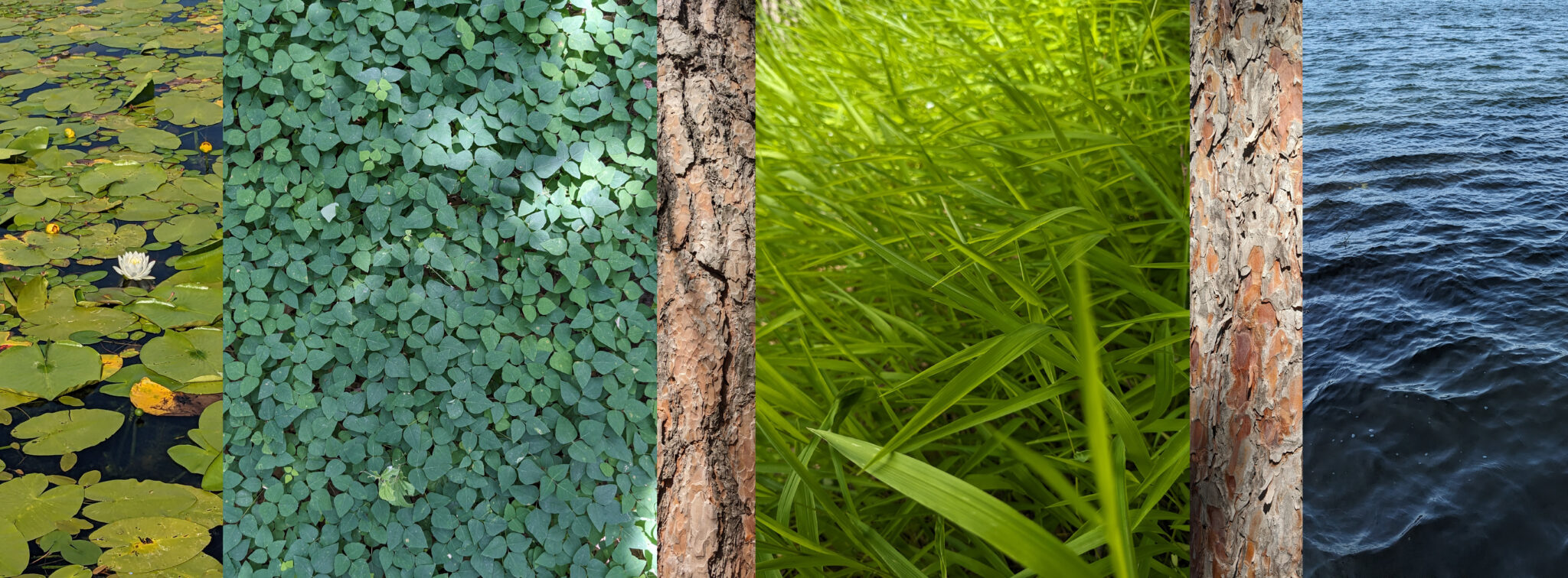 digital collage of 6 images lined up next to one another, showing lily pads, clovers, bark, grass, bark and water.